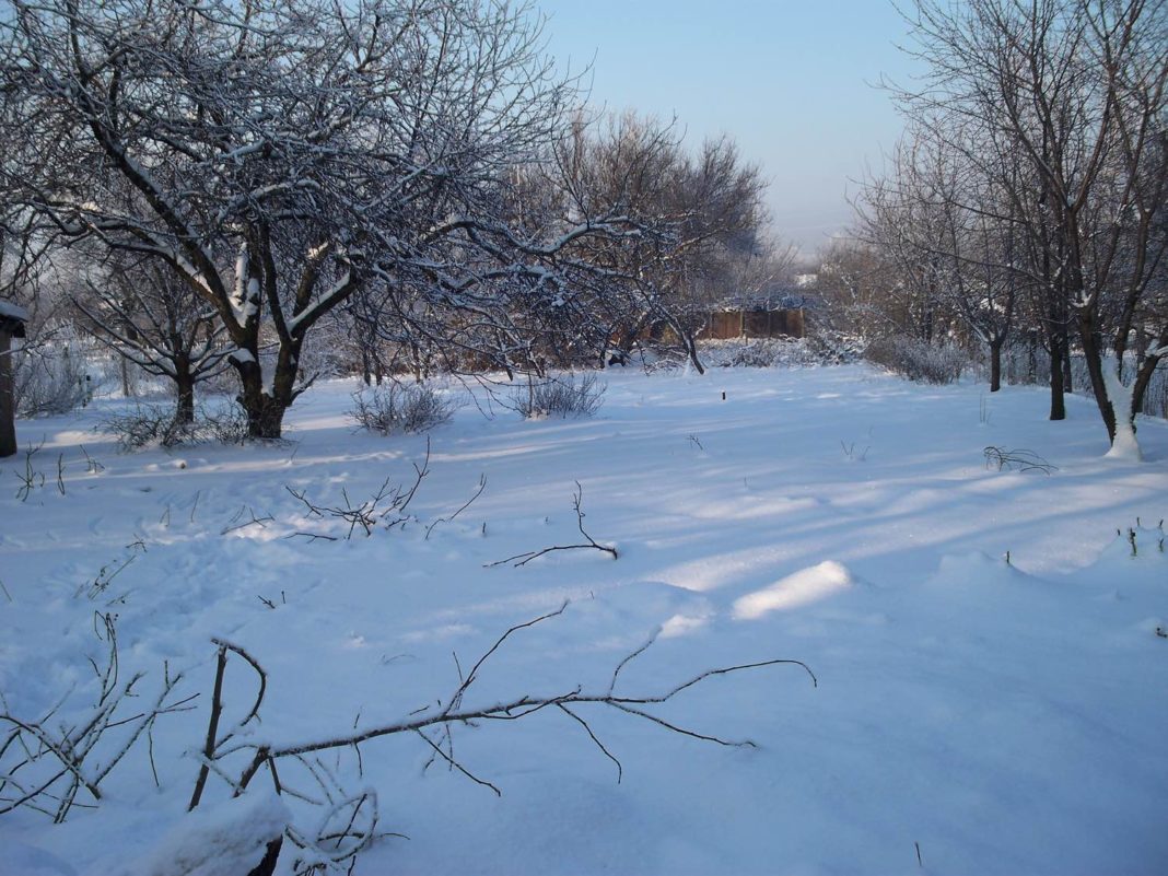 Календар садівника. Січень / Календарь садовода. Январь