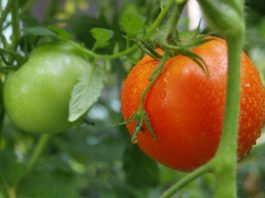 Растим томаты в зоне рискованного земледелия: опыт специалистов