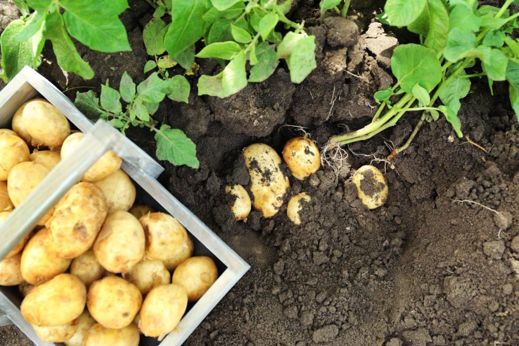 New potatoes in wooden crate near potato tuber in garden Картофель. Лучшие сорта: урожай, вкус