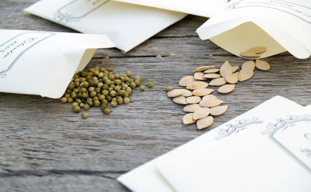 seeds Как подготовить семена к посадке
