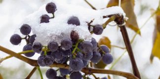 Виноград зимой