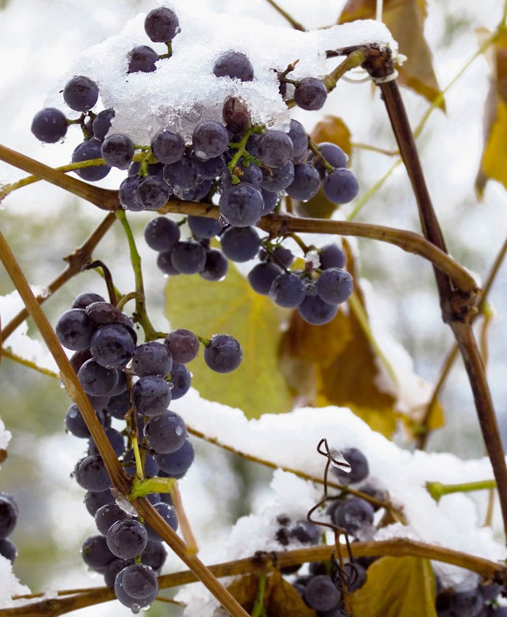Виноград зимой