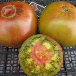 Обзор и фото лучших сортов помидор