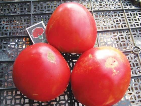 Обзор и фото лучших сортов помидор