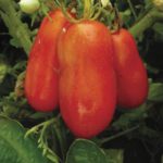 Рейтинг стійких сортів томатів