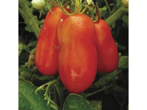 Рейтинг стійких сортів томатів