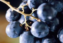 Плюсы и минусы любительской селекции винограда