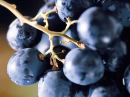 Плюсы и минусы любительской селекции винограда