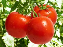 Особенности выращивания рассады томатов