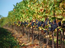 Создаем виноградник: от подготовки поля и почвы до посадки