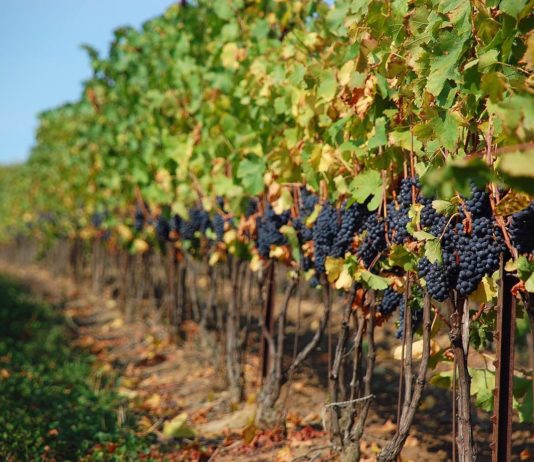 Создаем виноградник: от подготовки поля и почвы до посадки