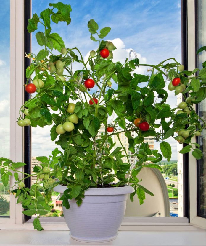 Комнатные томаты: правильно подобранные сорта, посев и уход