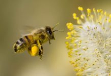 Какие пряные растения являются лучшими медоносами для пчел