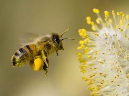 Какие пряные растения являются лучшими медоносами для пчел