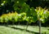 Догляд за виноградом: зелені операції vinograd-zelenie-operazii