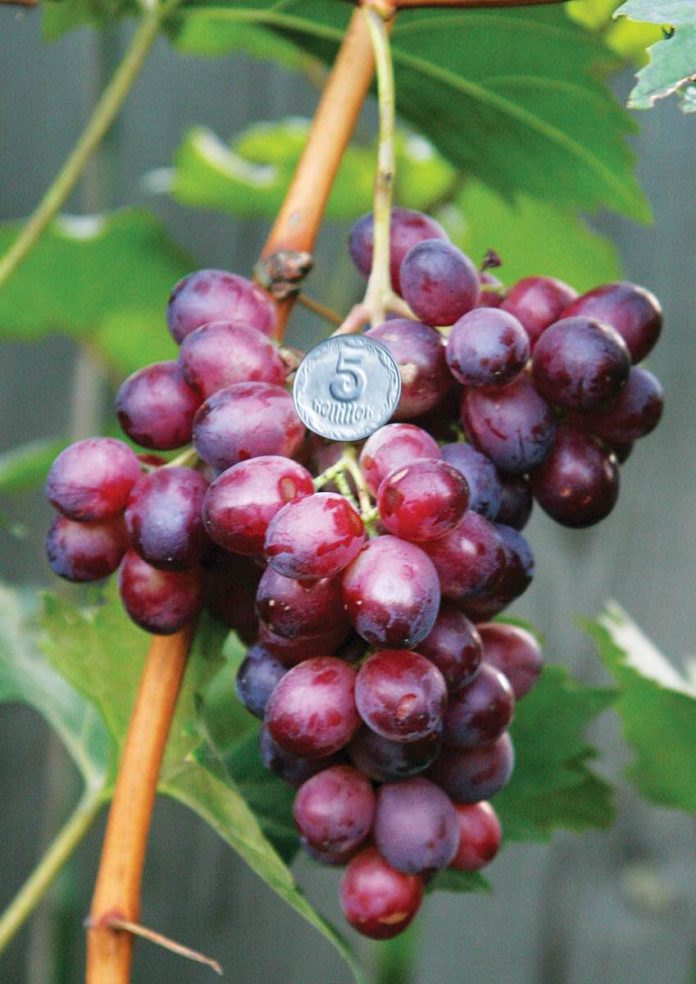 Популярные сорта винограда
