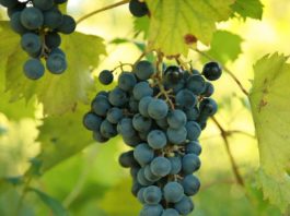 Как выращивать саженцы винограда на подоконнике. Реальный опыт