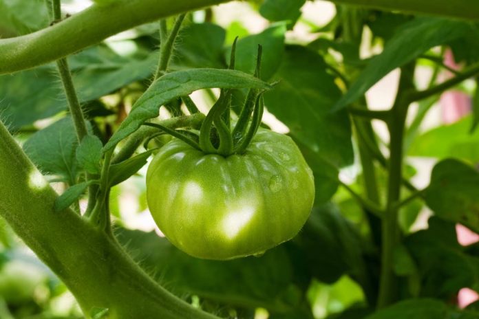 Безрассадный посев томатов