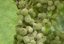 Оидиум - самая распространенная болезнь виноградника
