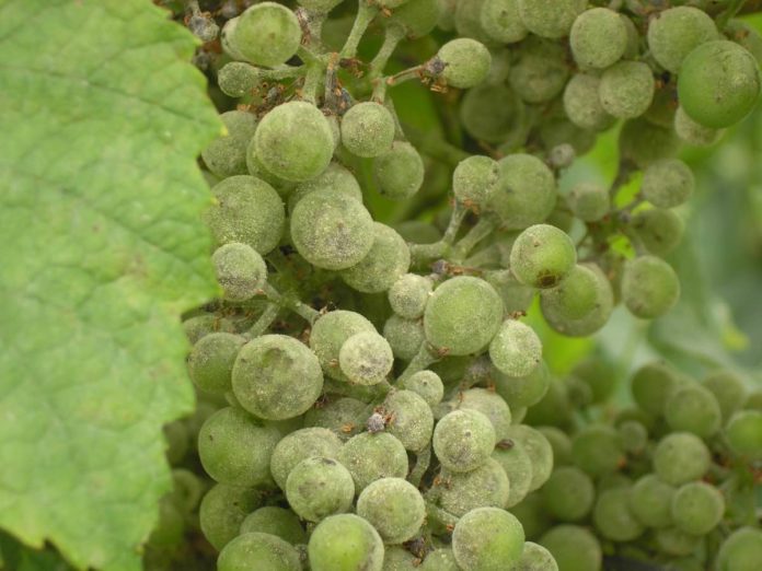 Оидиум - самая распространенная болезнь виноградника