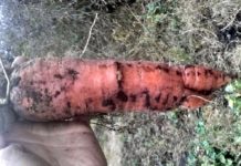 Почему морковь бывает корявой, волосатой, горькой или лопается?