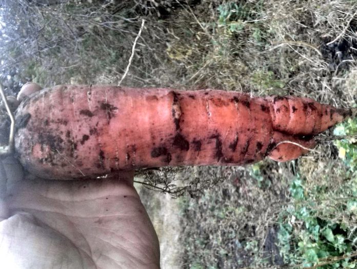 Почему морковь бывает корявой, волосатой, горькой или лопается?