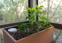 Комнатные томаты на подоконнике и балконе - сорта