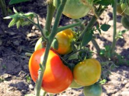 Ошибки при выращивании томатов