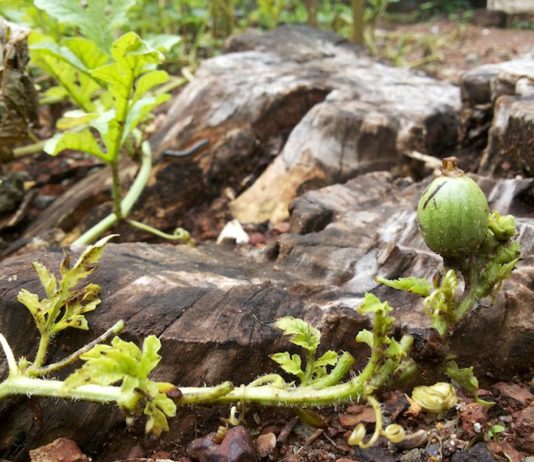 watermelon_plant