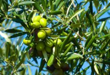 Оливки на дереве