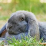 French Lop