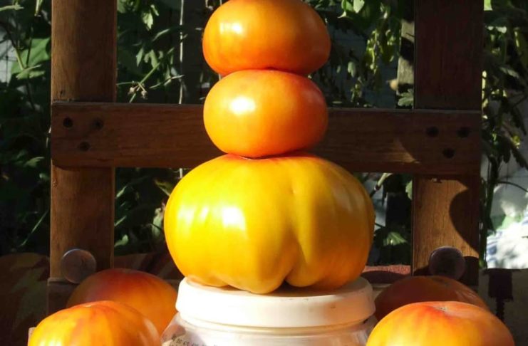 Диво-томати Грейпфрут