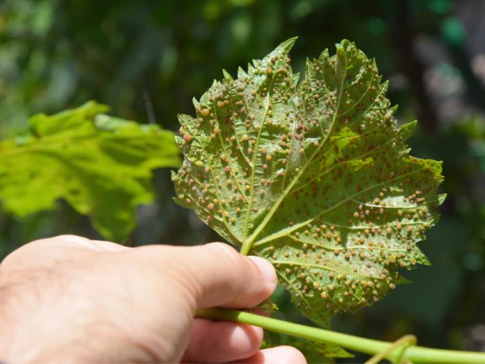 Филлоксера на виноградном листе