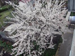 Абрикос 13 апреля в цветении