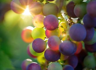 Созревающий виноград