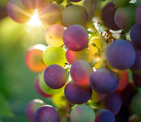 Созревающий виноград