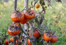 Защитим томаты от фитофтороза