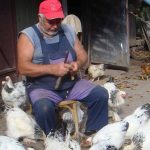 Куры брама. Заводчик и его питомцы.