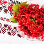 Калина — растение-лекарь Калина - рослина-лікар / Калина - растение-лекарь