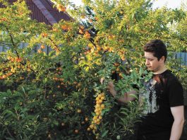 Гибридная алыча. Автор Д. Терентьев демонстрирует урожай алычи сорта Гек.
