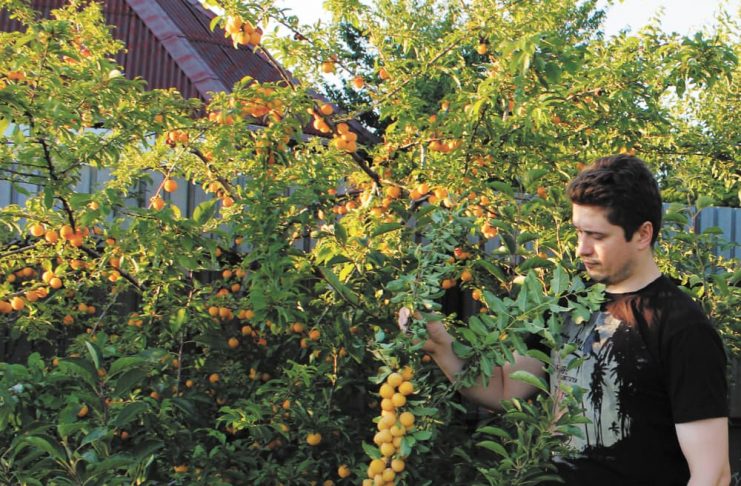 Гибридная алыча. Автор Д. Терентьев демонстрирует урожай алычи сорта Гек.