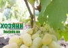 Гордей (Подарок Запорожью х Новый Подарок Запорожью)