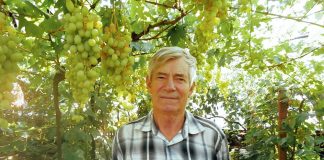 Николай Удовенко на своем винограднике