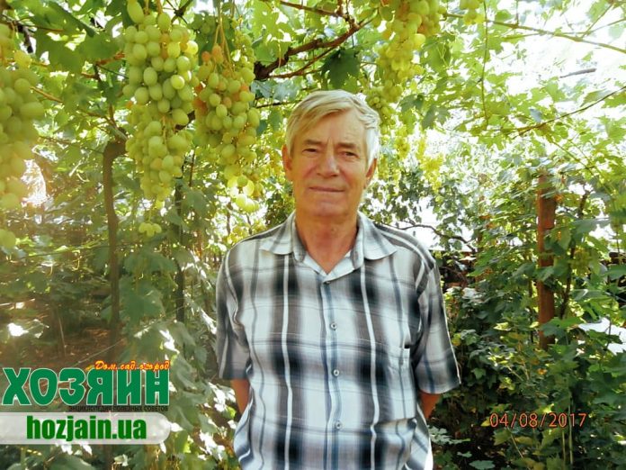 Николай Удовенко на своем винограднике
