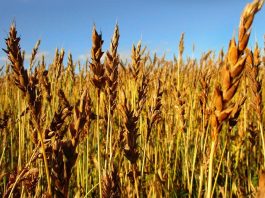Пожовтіння рослин озимої пшениці і ячменю