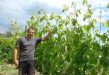 Руслан Панченко на своем винограднике.