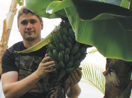 Денис Терентье и урожай бананов