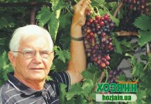 Ю. В. Попович, виноградарь-любитель, г. Николаев