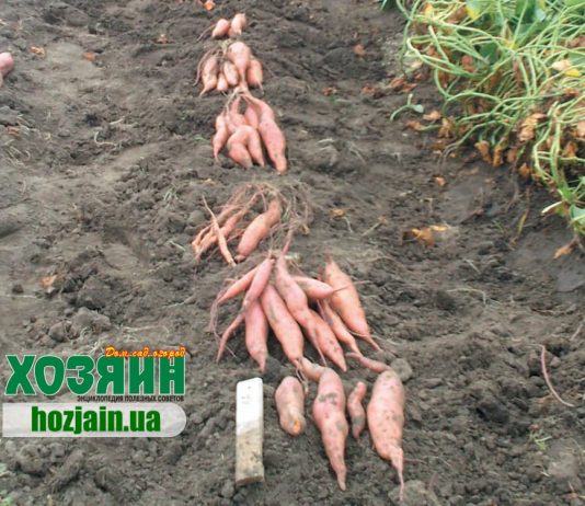 Батат — картофелю не брат Батат на нашому полі