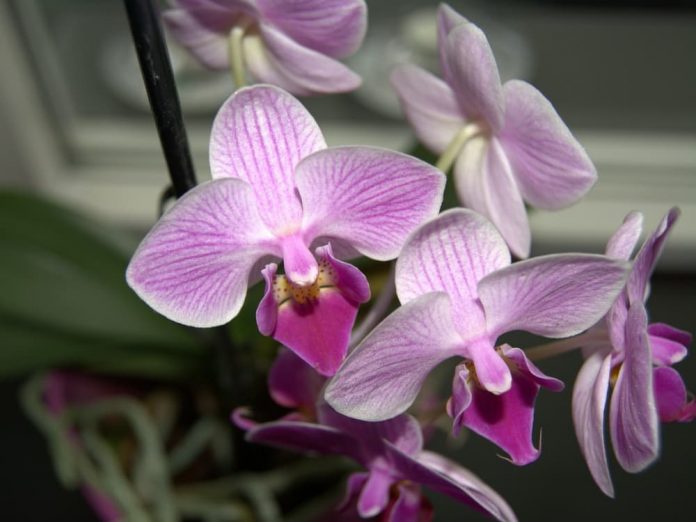 Орхідея - рослина «з характером»